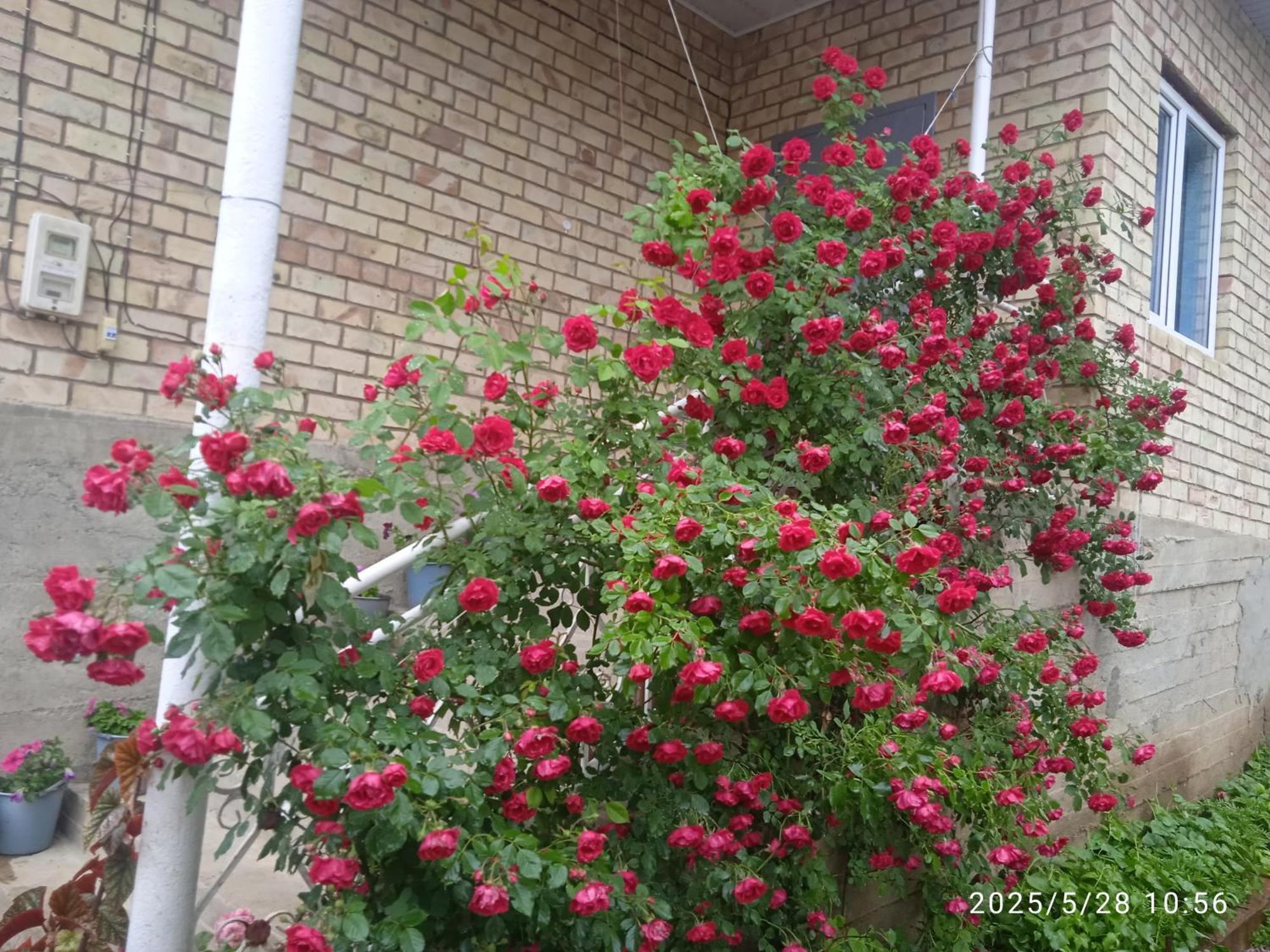 Guest House Kyzyl Alma Arkit Bagian luar foto